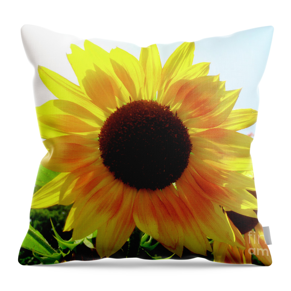 Sunflowers Throw Pillow featuring the photograph Walking on Sunshine by Onedayoneimage Photography