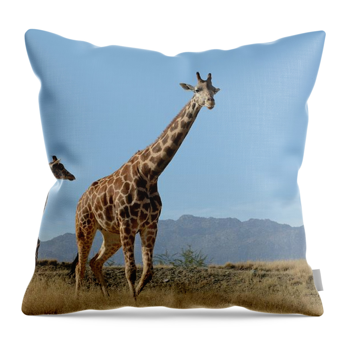 Giraffes Throw Pillow featuring the photograph Walking With Mom by Fraida Gutovich