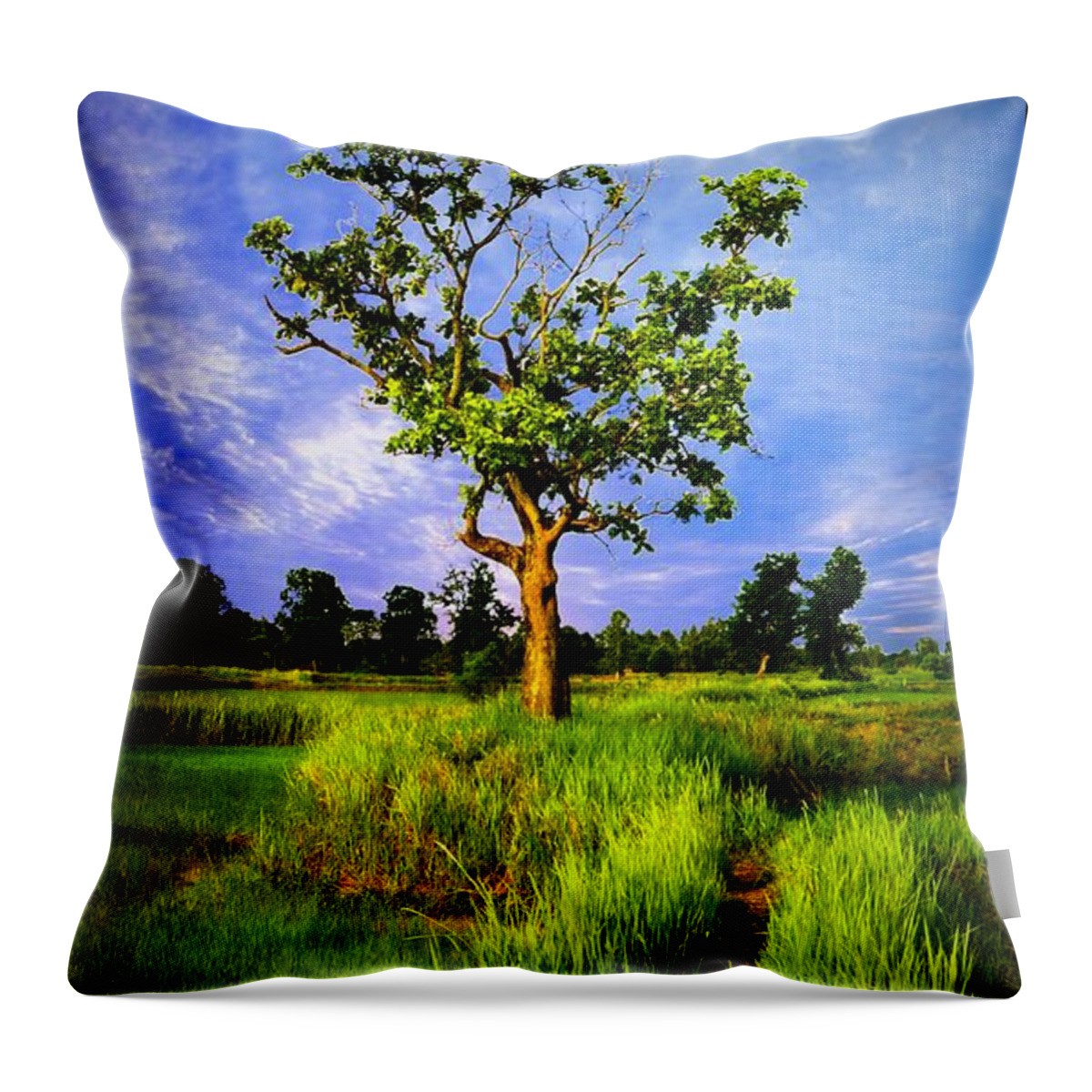 Landscape Throw Pillow featuring the photograph Walkway Trough The Paddy Field by Ian Gledhill