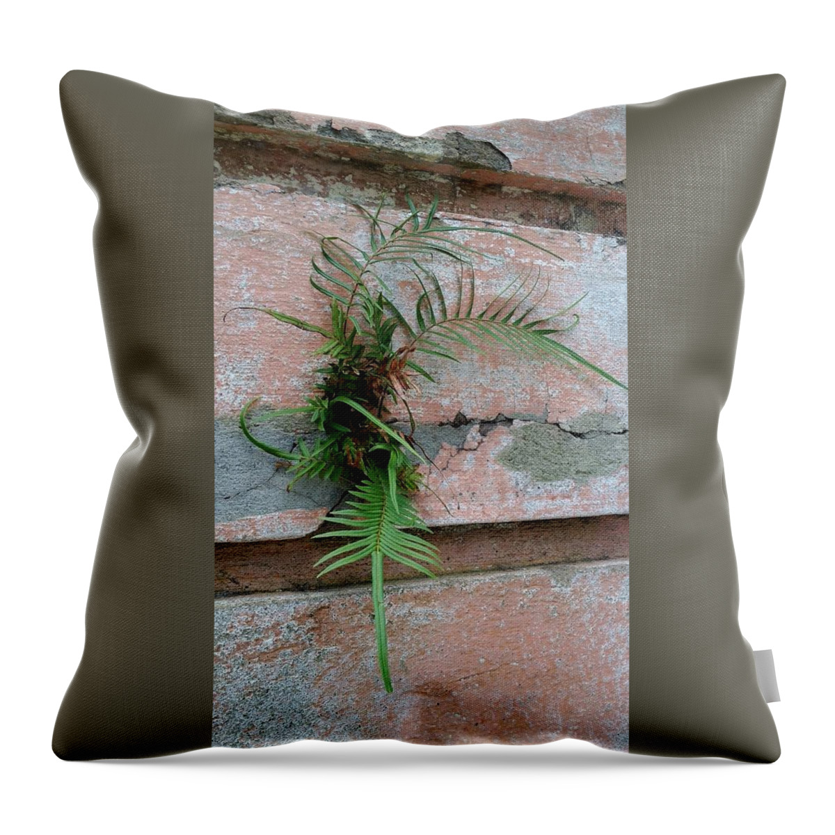 Wall Fern Throw Pillow featuring the photograph Wall Fern by Leigh Meredith
