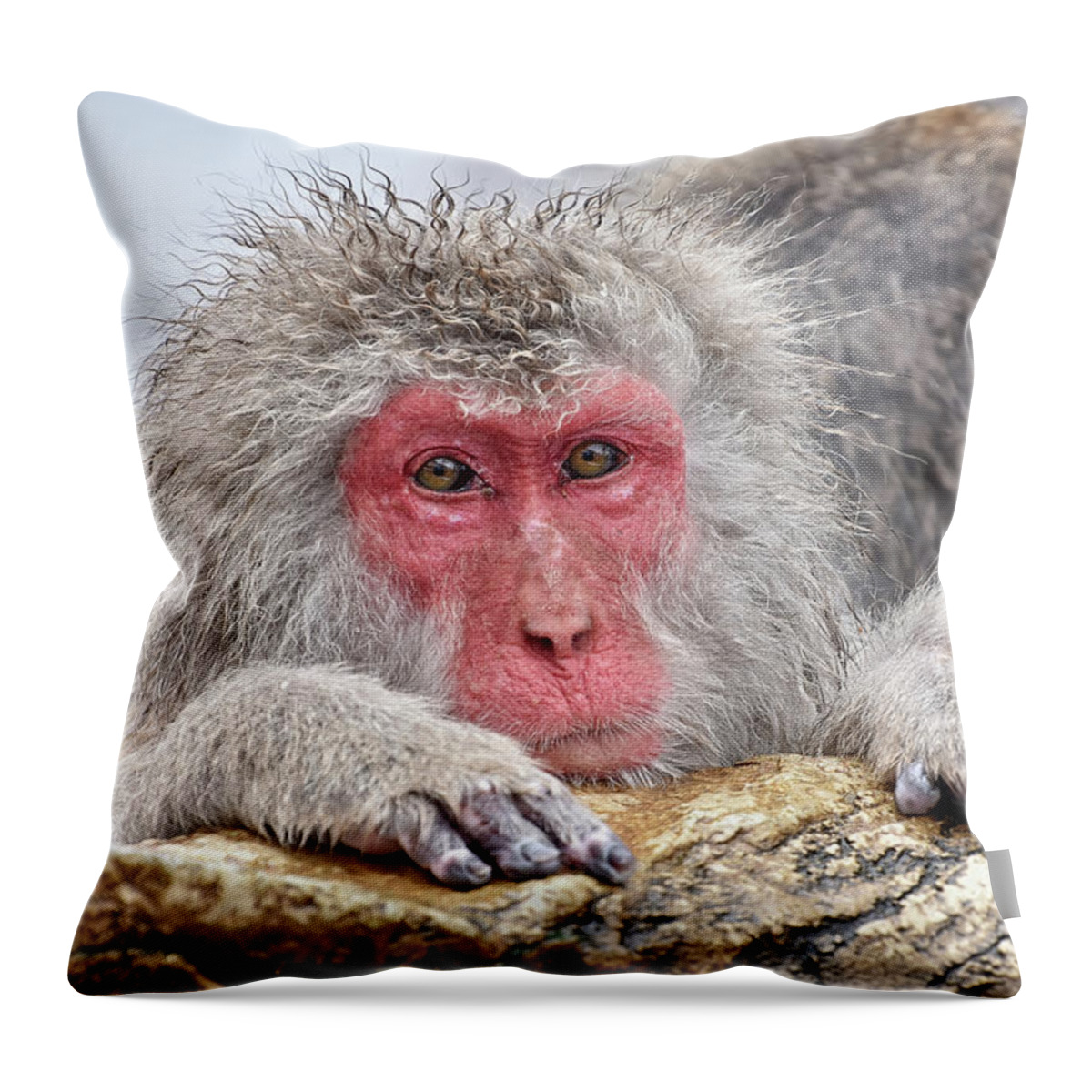 Japan Throw Pillow featuring the photograph Warming up by Kuni Photography