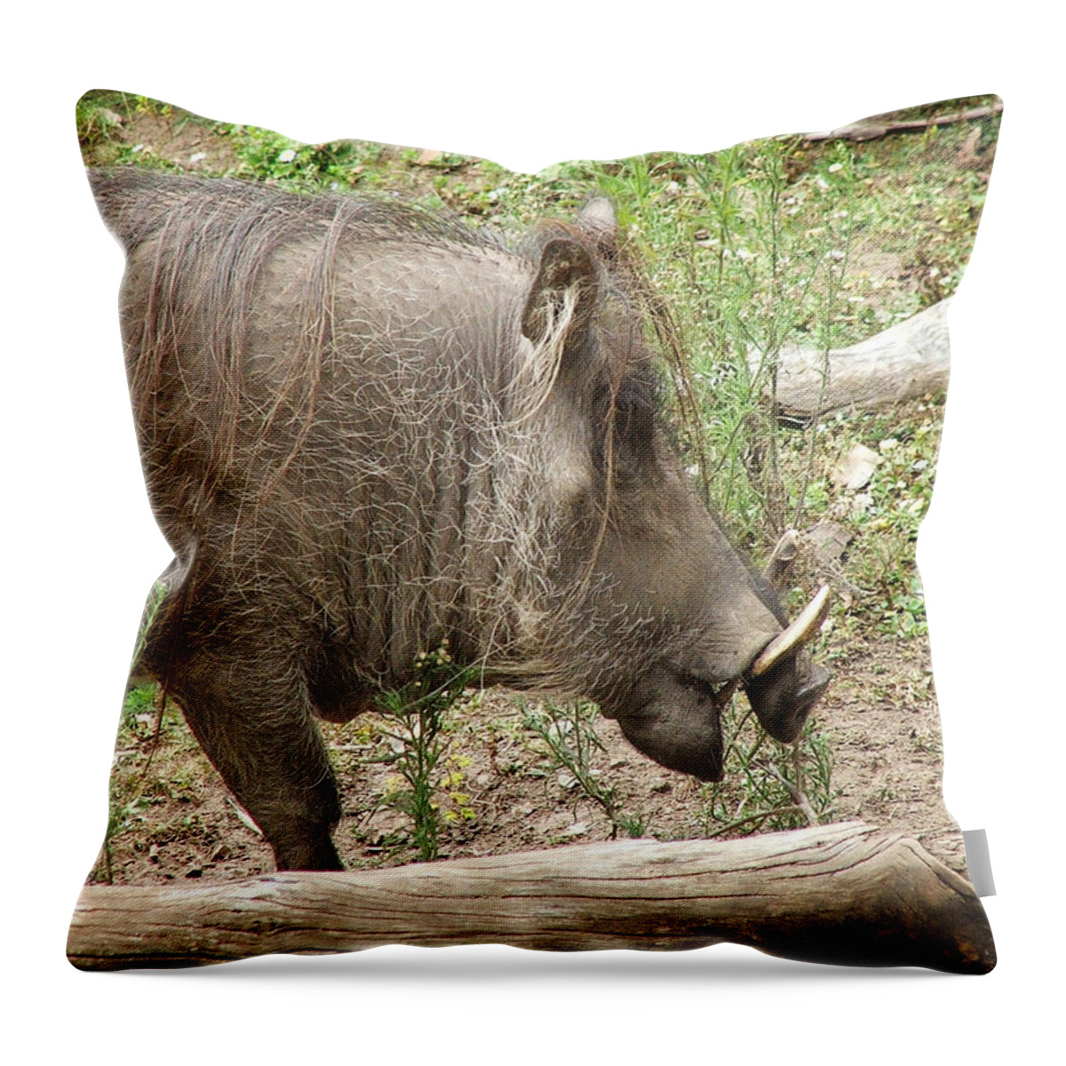 Phacochoerus Throw Pillow featuring the photograph Warthog by Deana Glenz