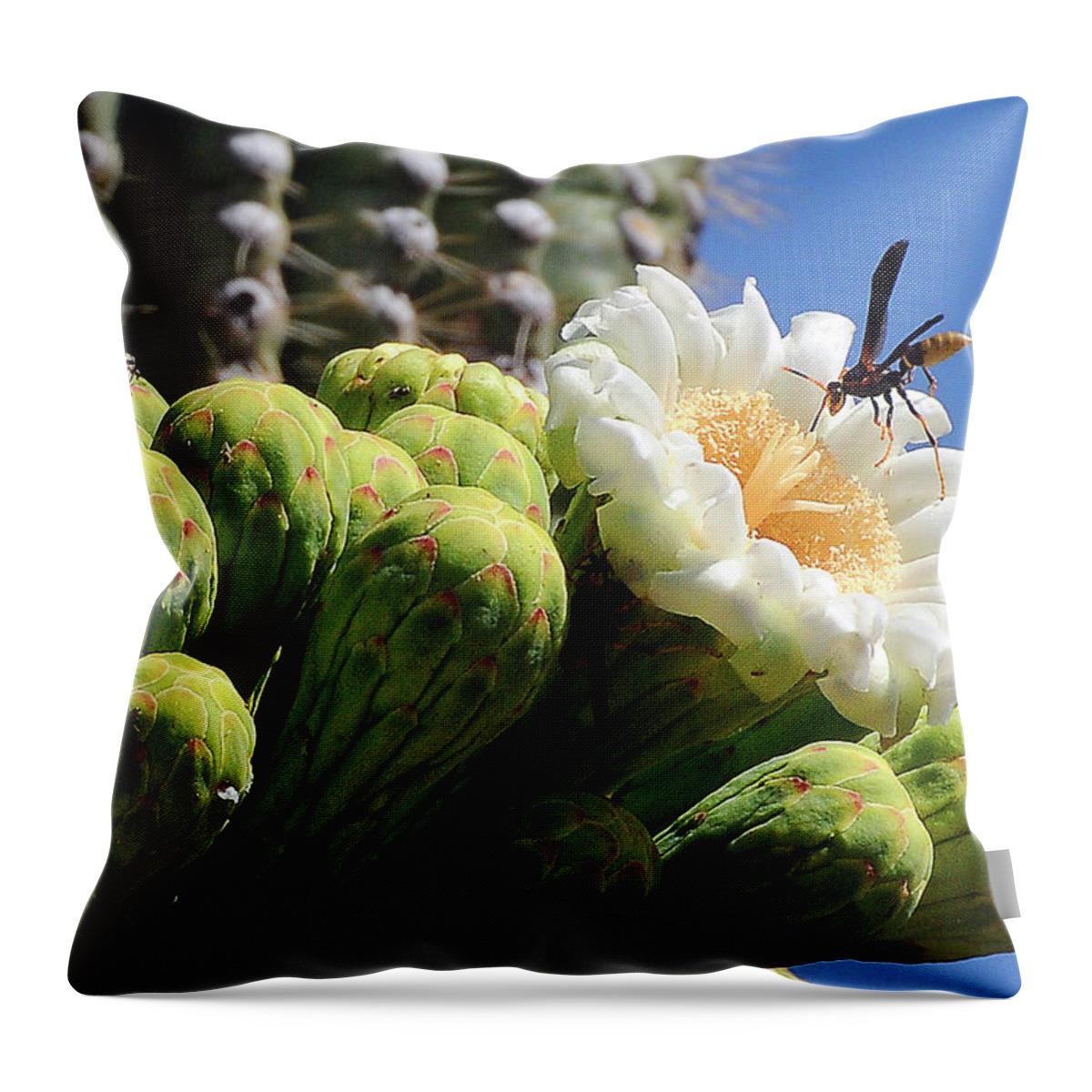 Wasp Throw Pillow featuring the photograph Wasp on Saguaro Bloom by Ted Keller