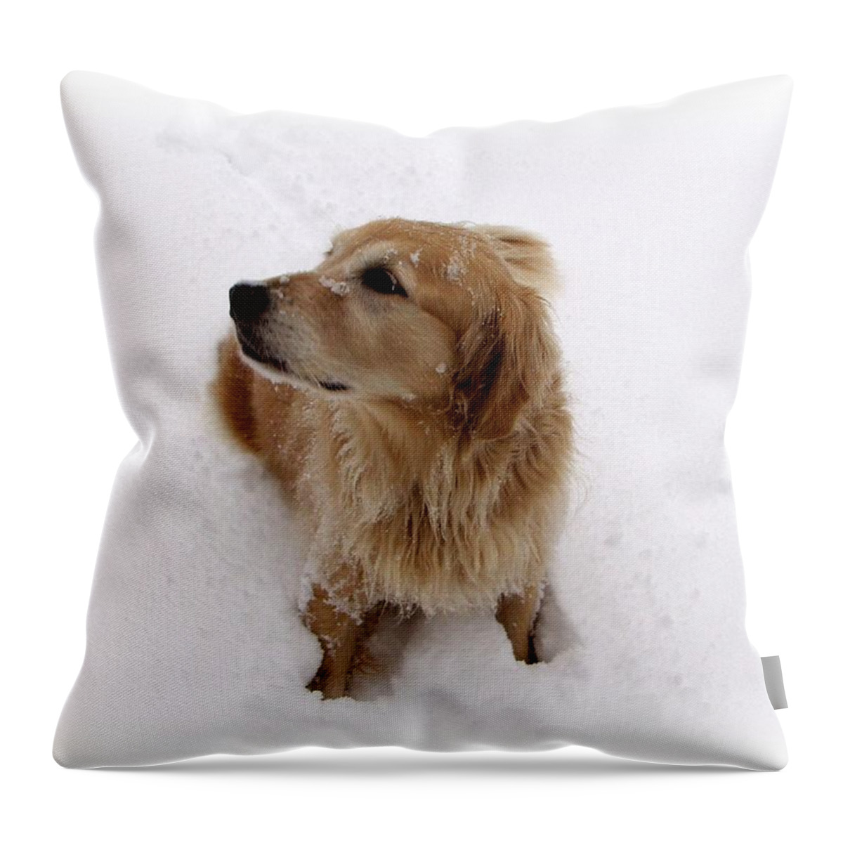 Golden Retreiver Throw Pillow featuring the photograph Watching for Reindeer by Carol Sweetwood