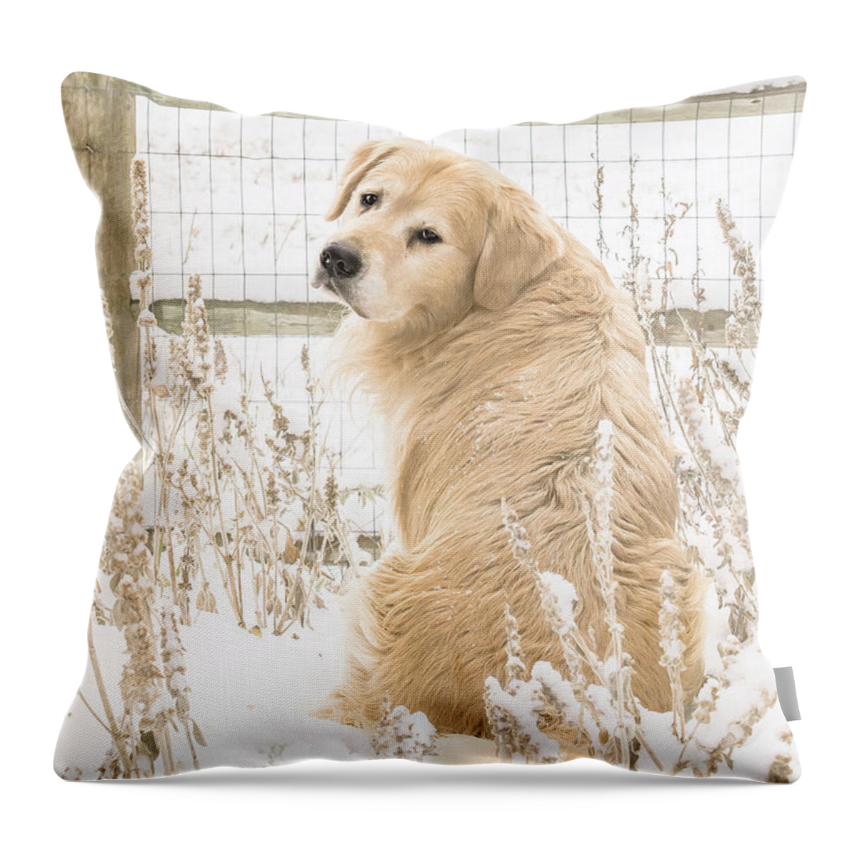 Golden Retriever Throw Pillow featuring the photograph Watching It Snow by Jennifer Grossnickle