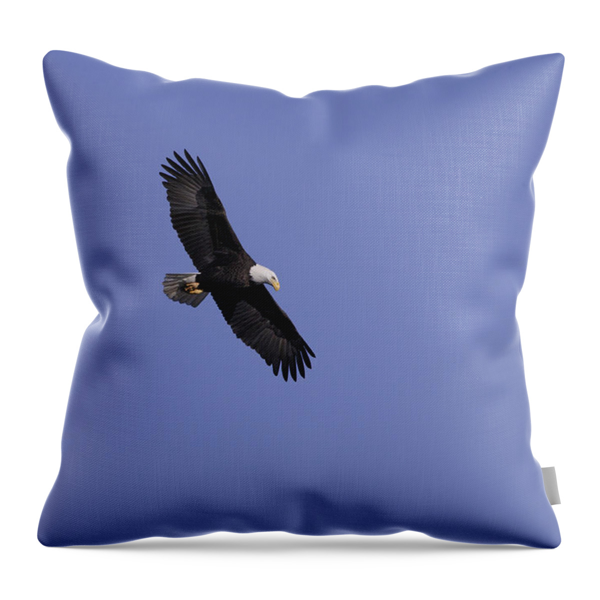 Eagle Throw Pillow featuring the photograph Watching by Mykel Davis