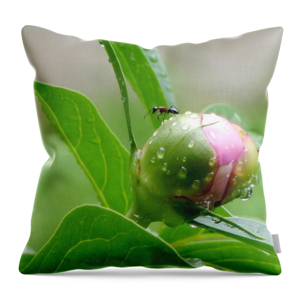 Peony Throw Pillow featuring the photograph Watching out for Puddles by Betty-Anne McDonald