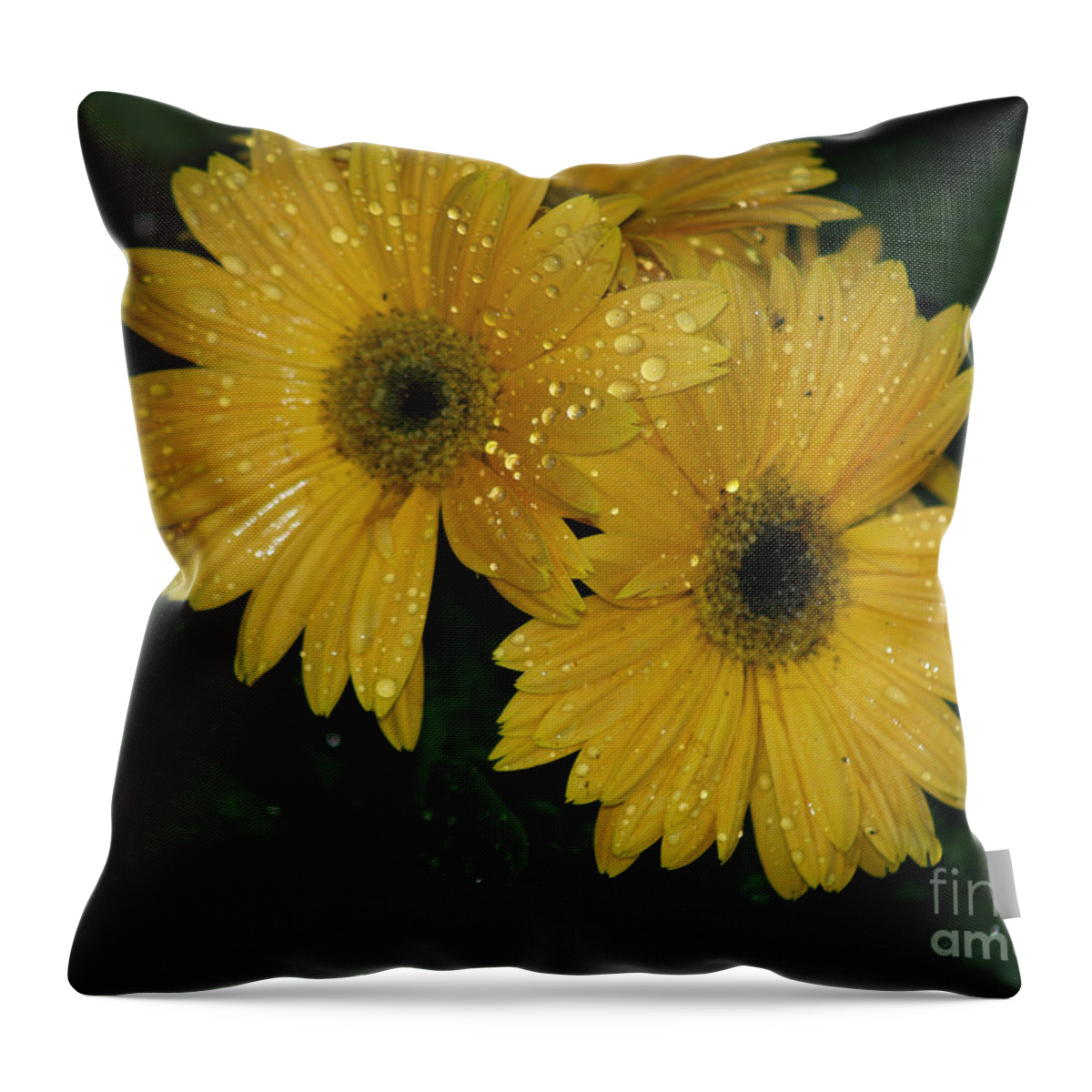 Yellow Gerber Daisies Throw Pillow featuring the photograph Water Droplets on Yellow Gerber Daisies by Robin Pedrero