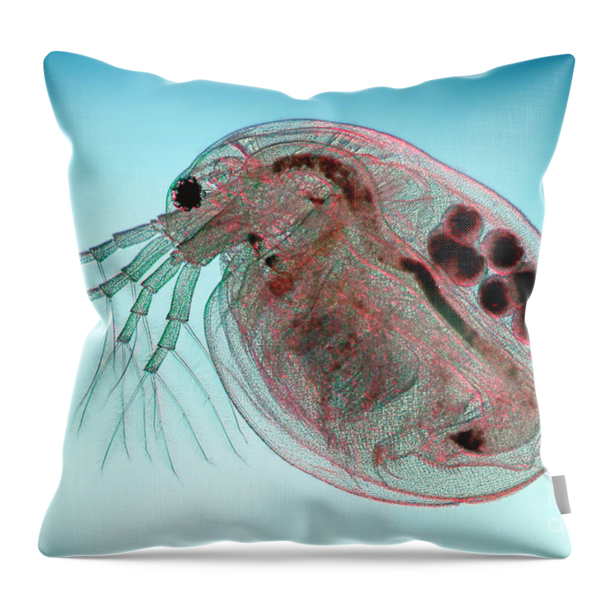 Water Flea Throw Pillow featuring the photograph Water Flea Daphnia Magna by Ted Kinsman