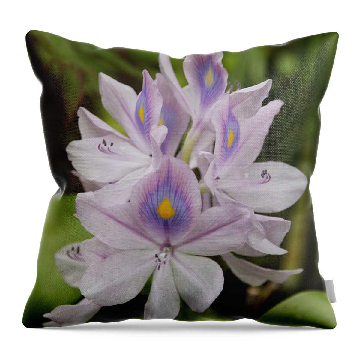 Pond Throw Pillow featuring the photograph Water Hyacinth by Wendy Coulson