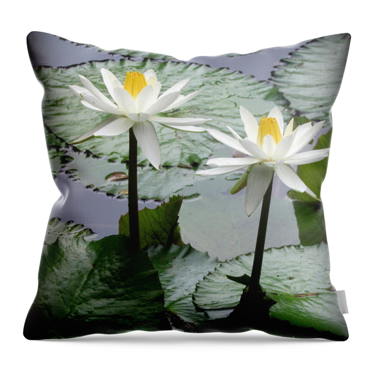Oahu Throw Pillow featuring the photograph Water Lily on Oahu by Joy Patzner