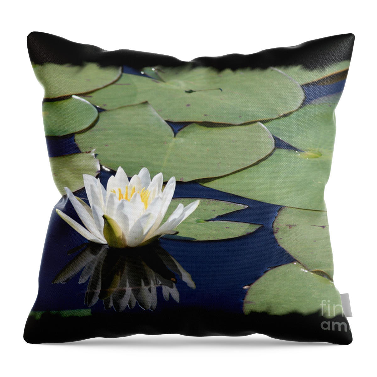 Water Lily Throw Pillow featuring the photograph Water Lily with Black Border by Carol Groenen