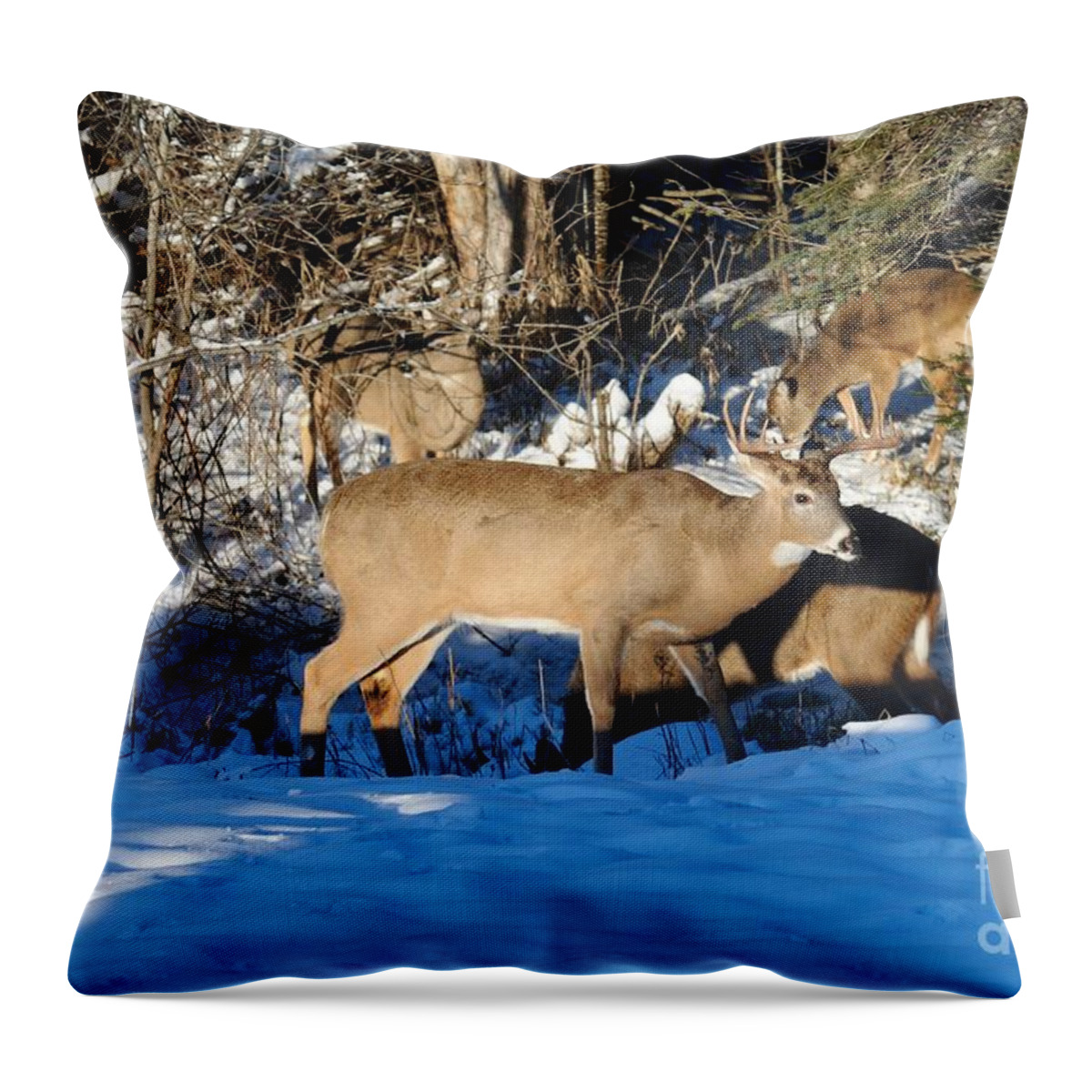 Deer Throw Pillow featuring the photograph Waterhole Gathering by Sandra Updyke