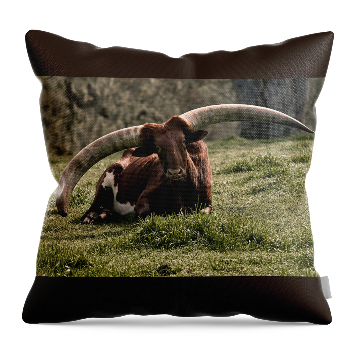 Watusi Throw Pillow featuring the photograph Watusi Cow by BuffaloWorks Photography