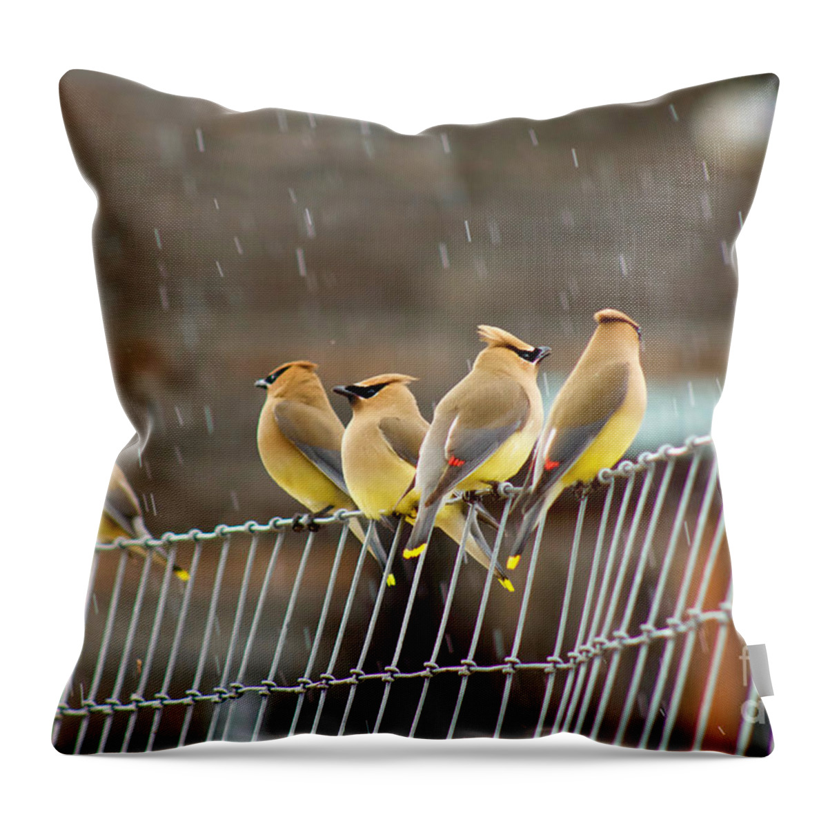 Photography Throw Pillow featuring the photograph Waxwings in the Rain by Sean Griffin