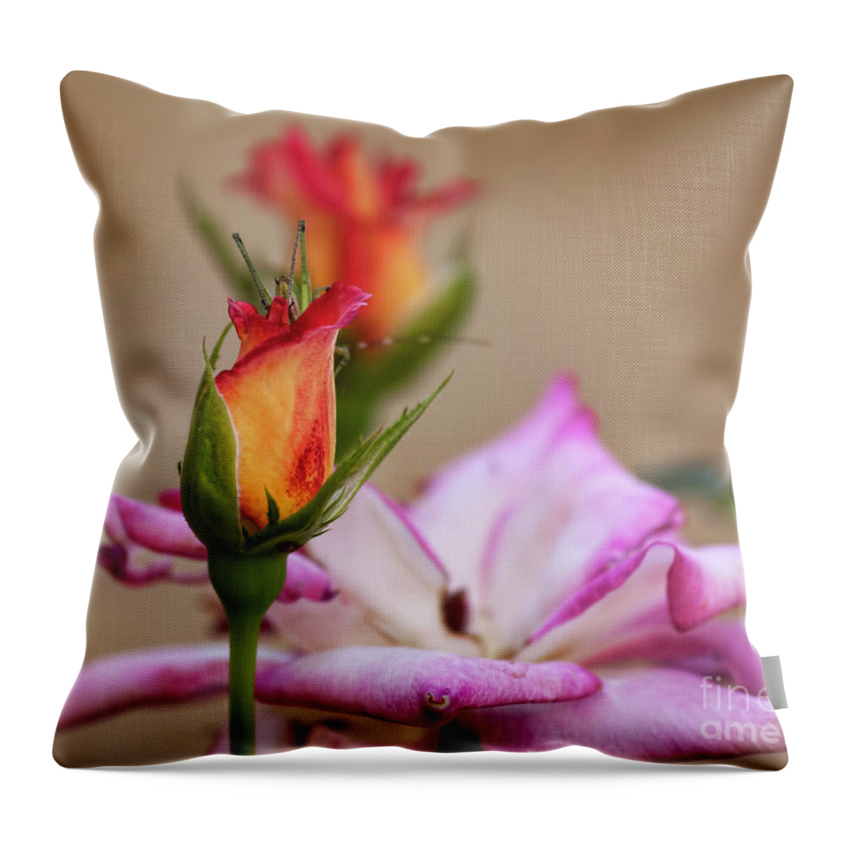 Roses Throw Pillow featuring the photograph We Have Company by Joan Bertucci