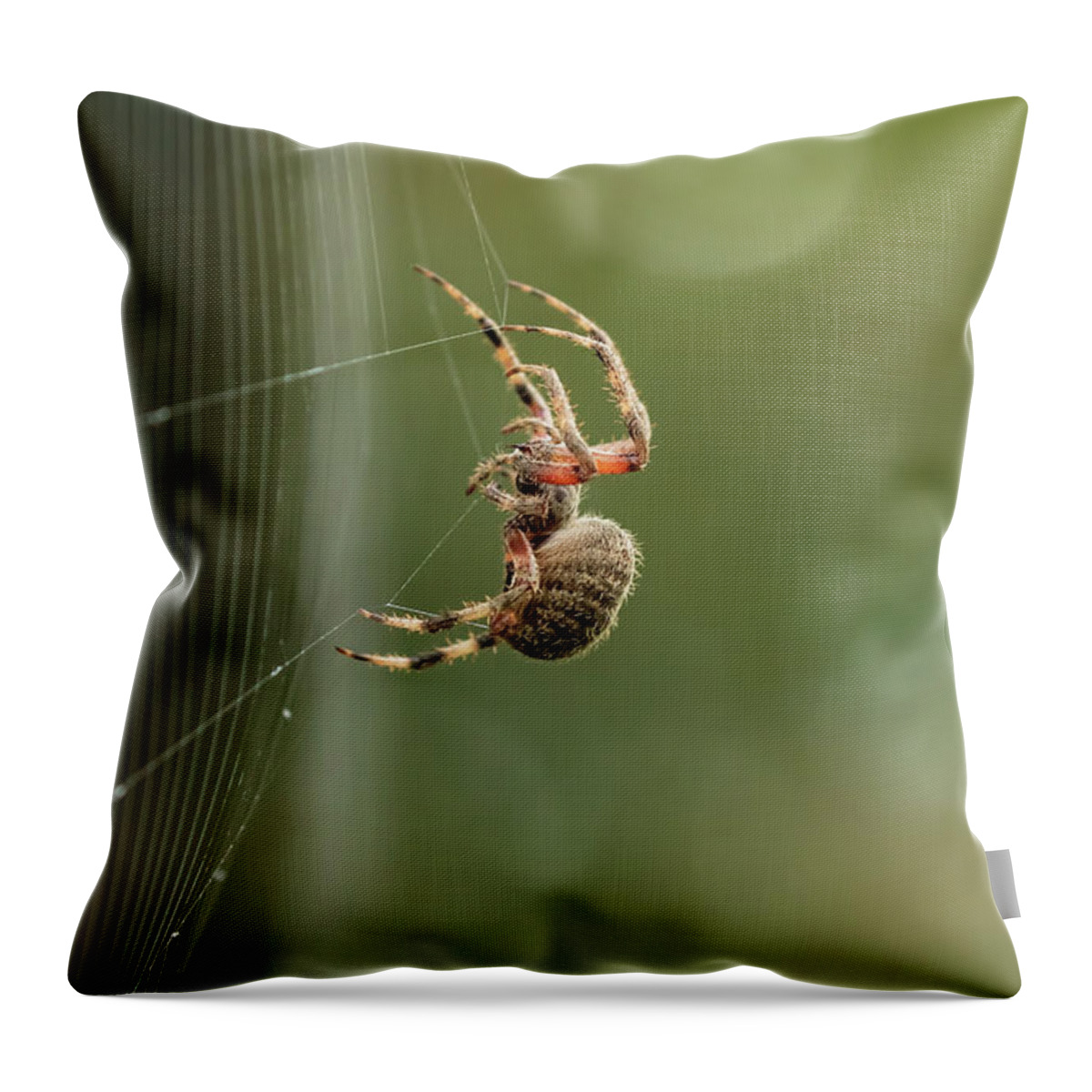 Spider Throw Pillow featuring the photograph Weave Your Web by Eilish Palmer