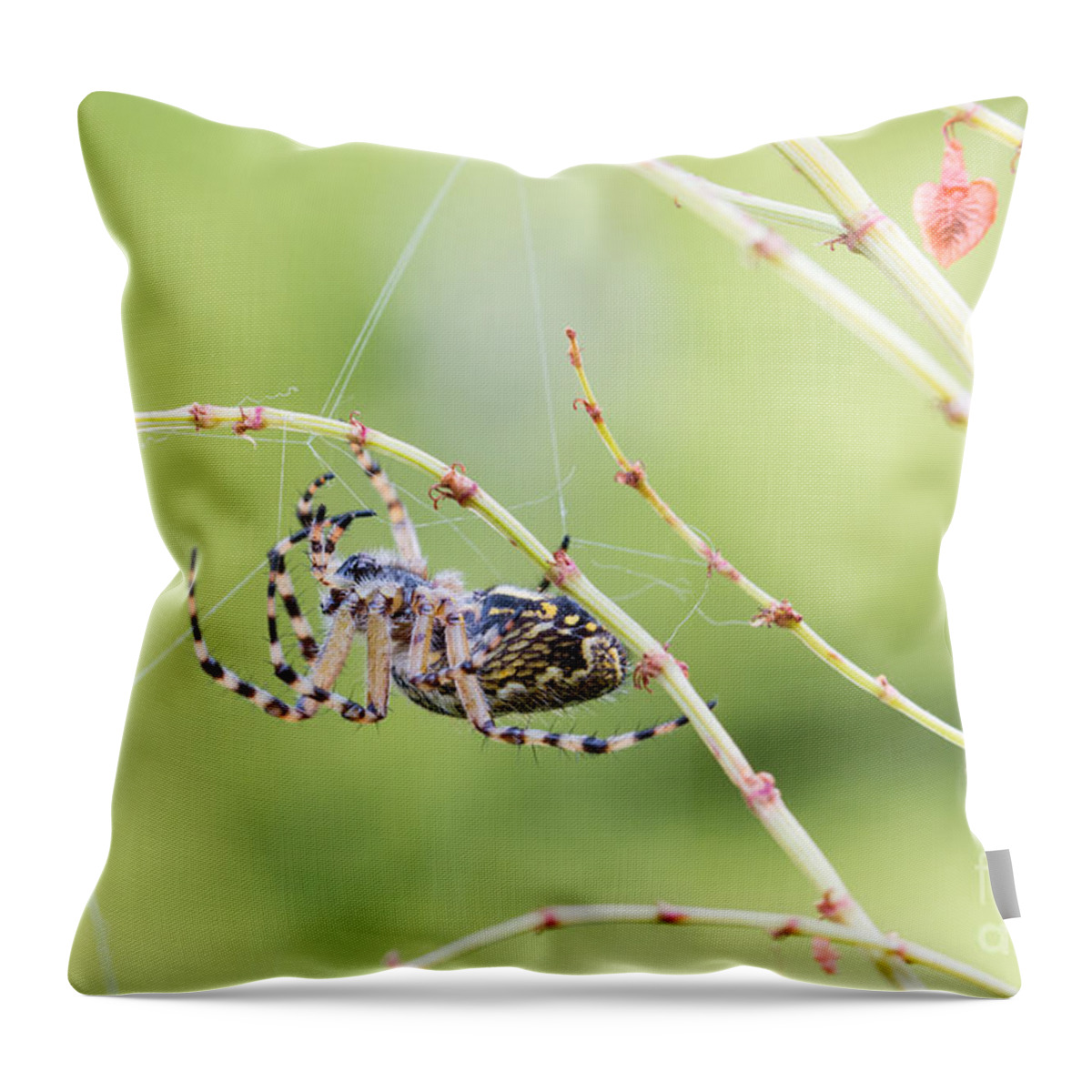 Aculepeira Ceropegia Throw Pillow featuring the photograph Weaving a net by Jivko Nakev