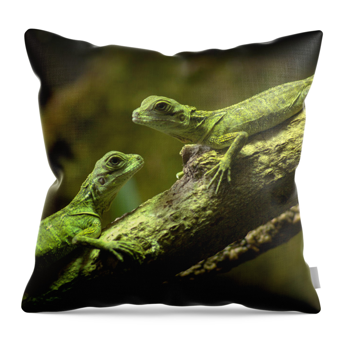 Lizard Throw Pillow featuring the photograph Weber's Sailfin Lizards by Nathan Abbott