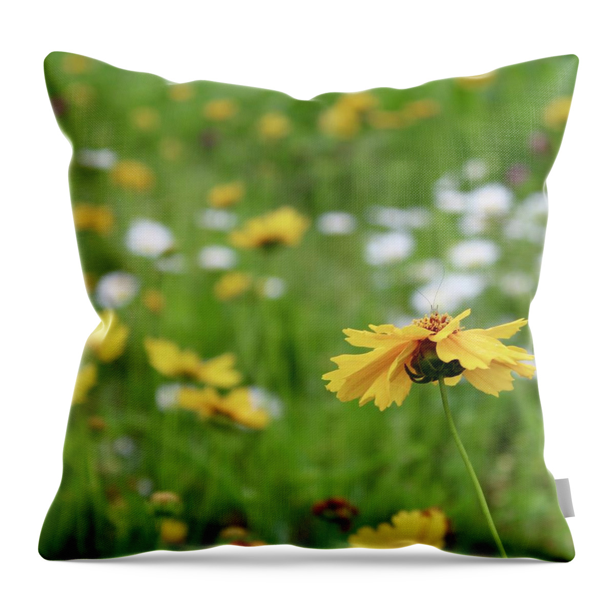 Photograph Throw Pillow featuring the photograph Wee Grasshopper on the Coreopsis in a Field of Wildflowers by M E