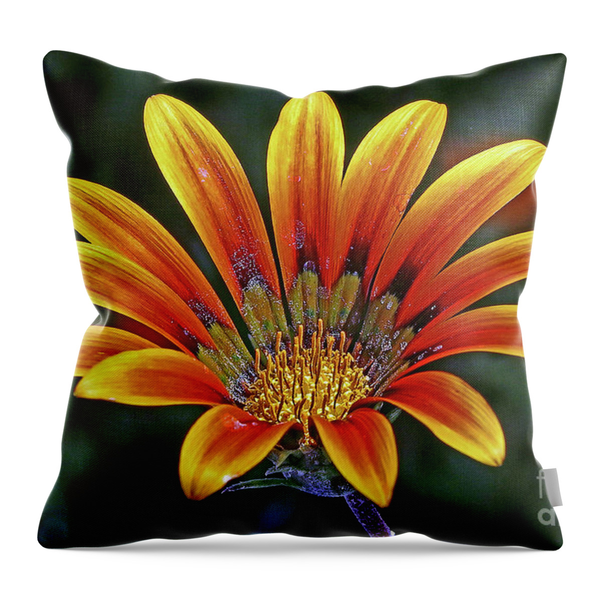 Daisy-like Flower Throw Pillow featuring the photograph Welcome by Hazel Vaughn