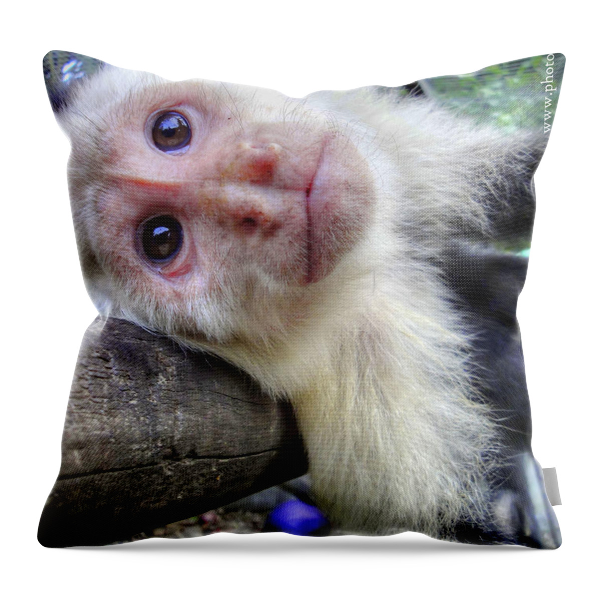 Capuchin Monkey Throw Pillow featuring the photograph Welcome to Paradise Gardens by Dolly Sanchez