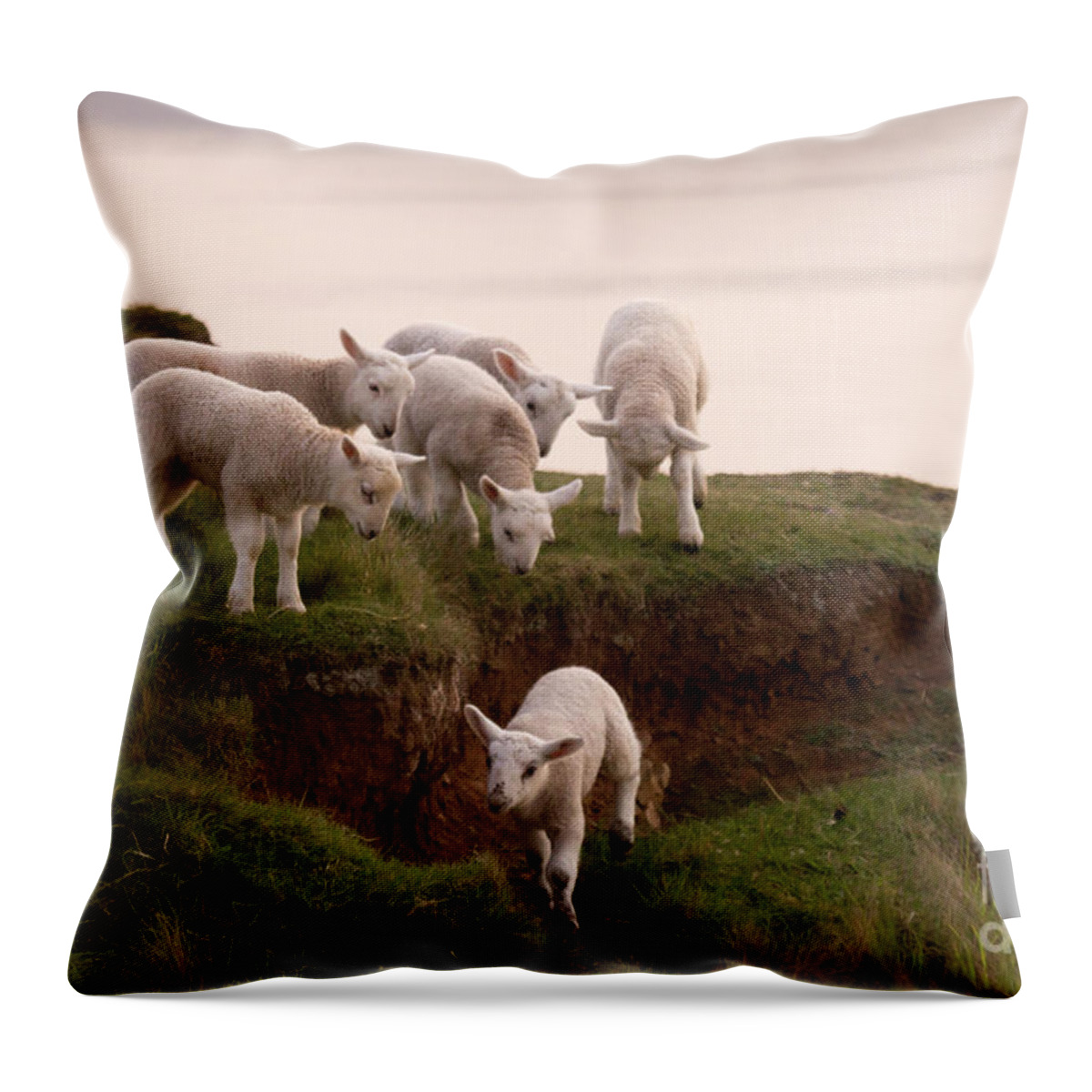 Prancing Lamb Throw Pillow featuring the photograph Welsh Lambs by Ang El
