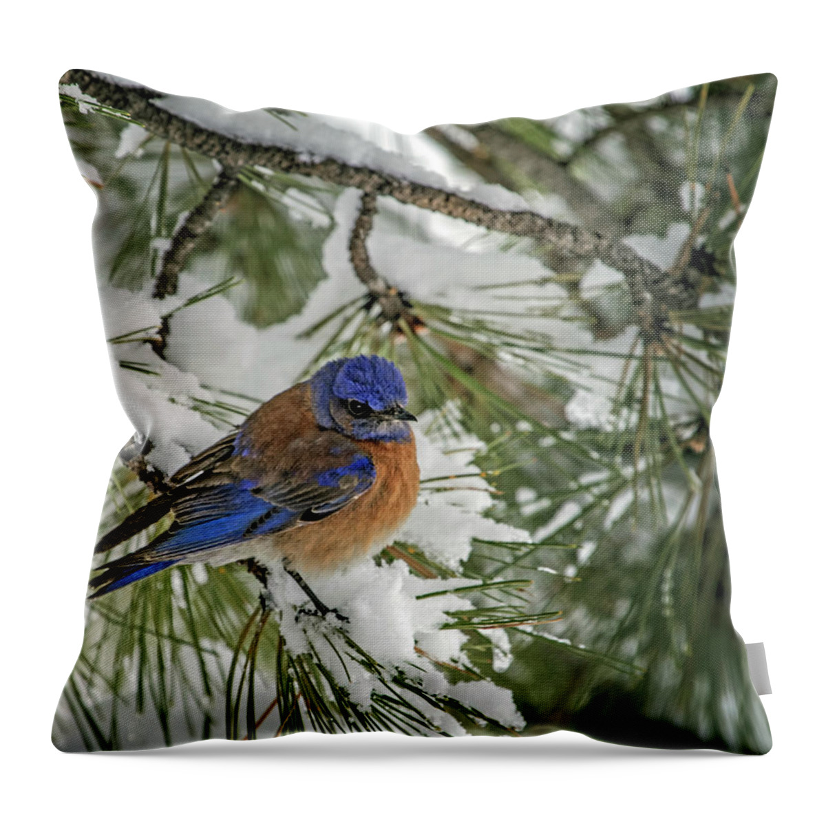 Sialia Mexicana Throw Pillow featuring the photograph Western Bluebird in a Snowy Pine by Dawn Key