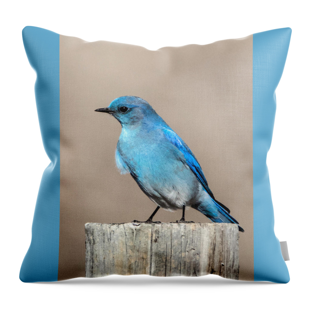Birds Throw Pillow featuring the photograph Mountain Bluebird by Dawn Key