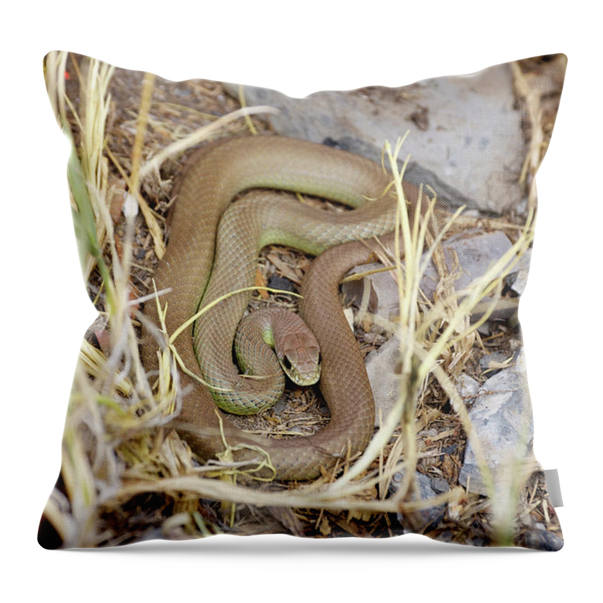Western Yellow Bellied Racer Throw Pillow featuring the photograph Western Yellow-bellied Racer, Coluber constrictor by Breck Bartholomew