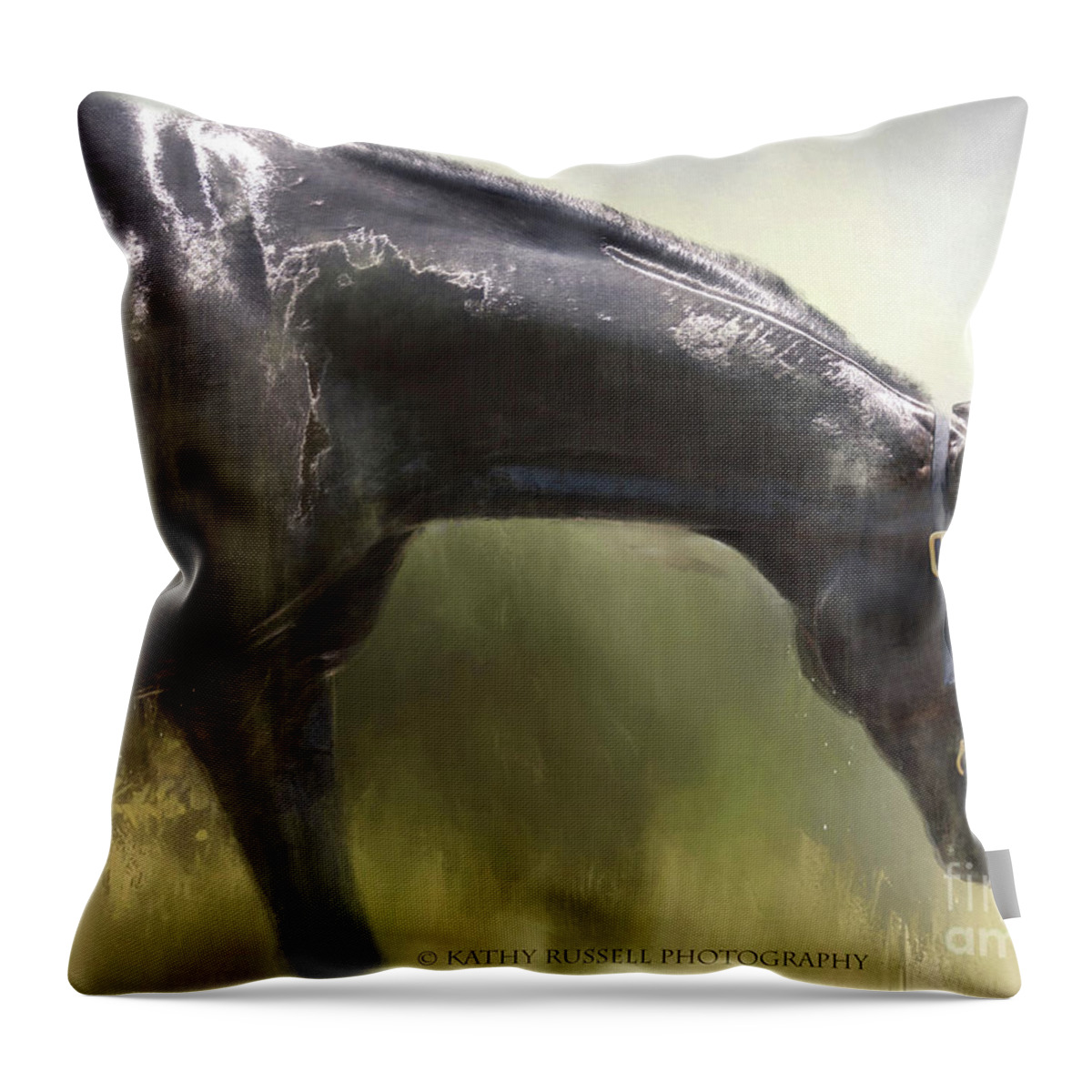 Equine Throw Pillow featuring the photograph Wet Bay by Kathy Russell