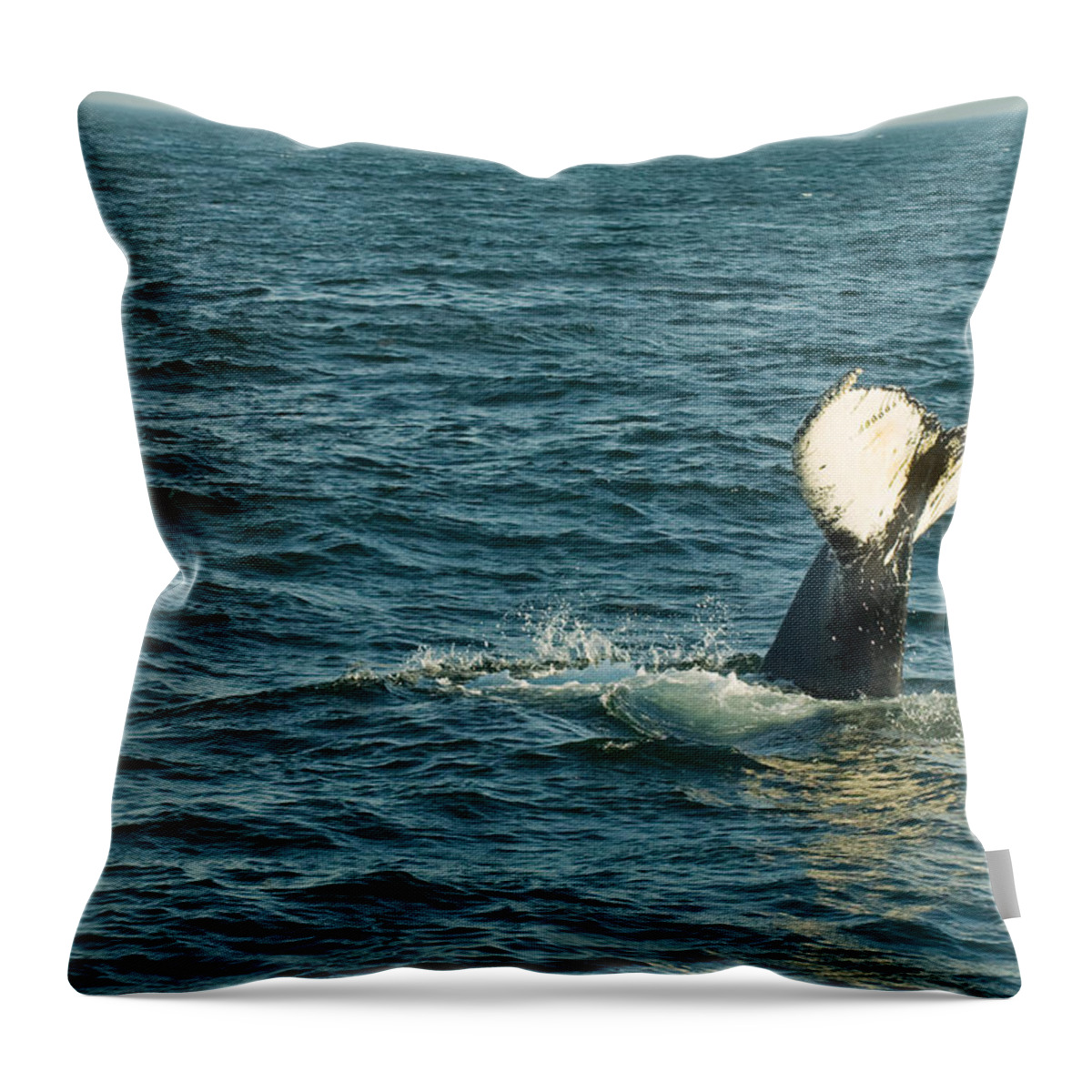 Whale Throw Pillow featuring the photograph Whale by Sebastian Musial