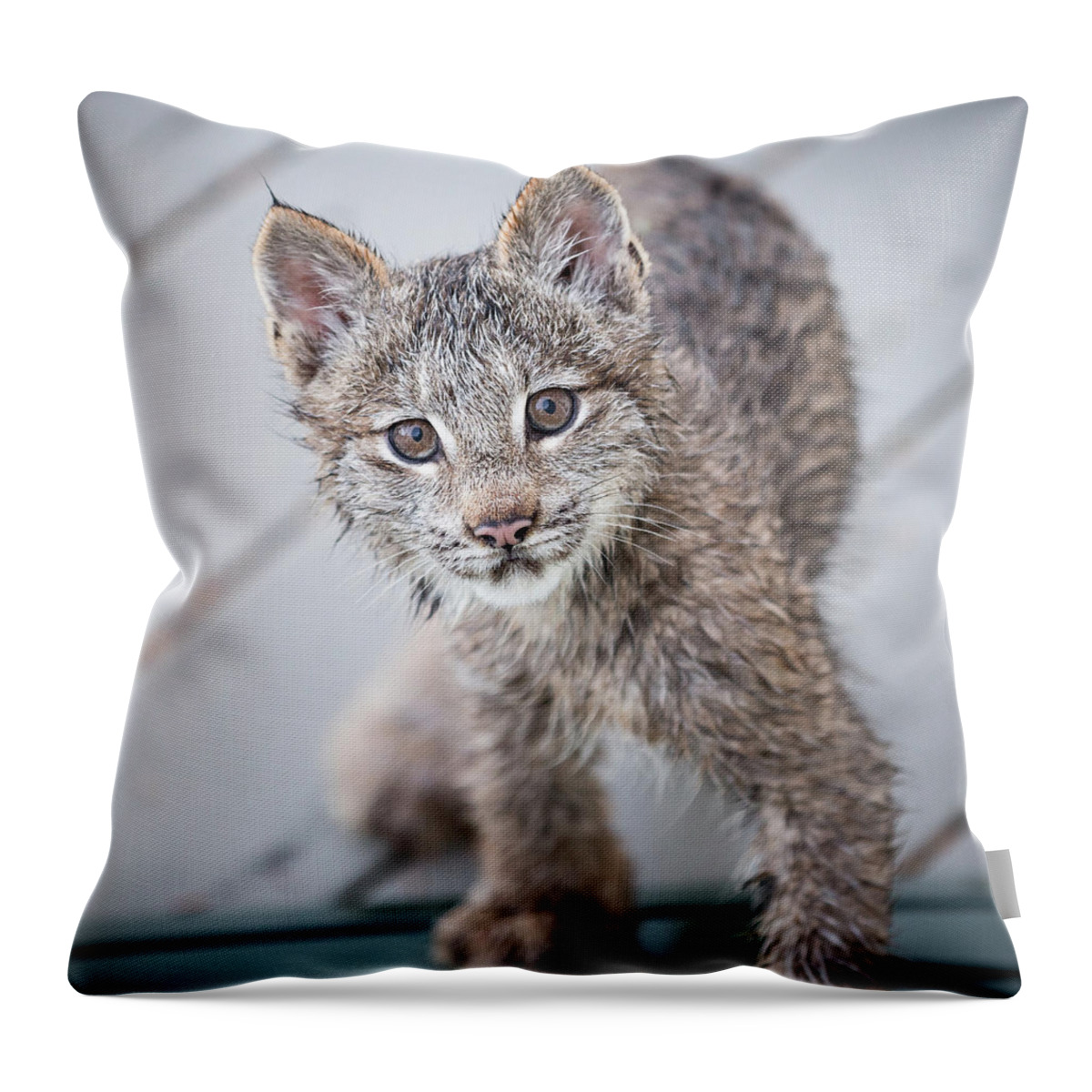 Lynx Throw Pillow featuring the photograph What ARE You by Tim Newton