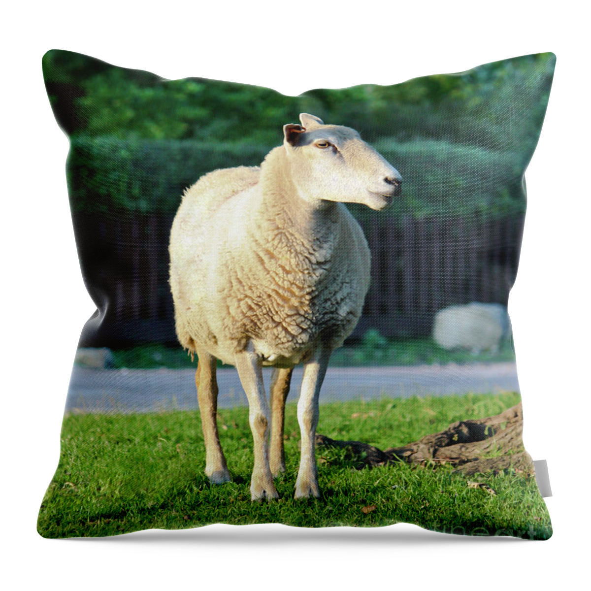 Sheep Throw Pillow featuring the photograph What Ewe Looking At ? by Terri Waters