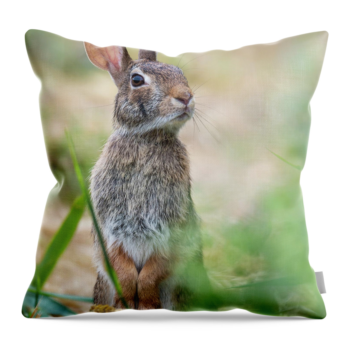 Rabbit Throw Pillow featuring the photograph What's up doc? by Ian Sempowski