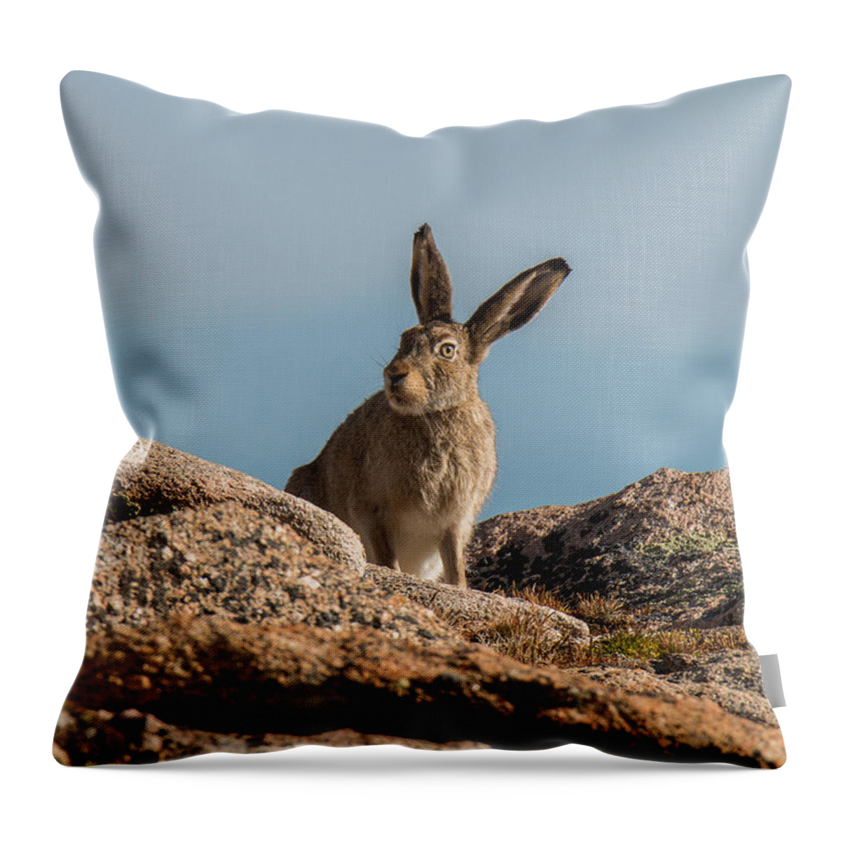 Rabbit Throw Pillow featuring the photograph What's up doc? by Tony Hake