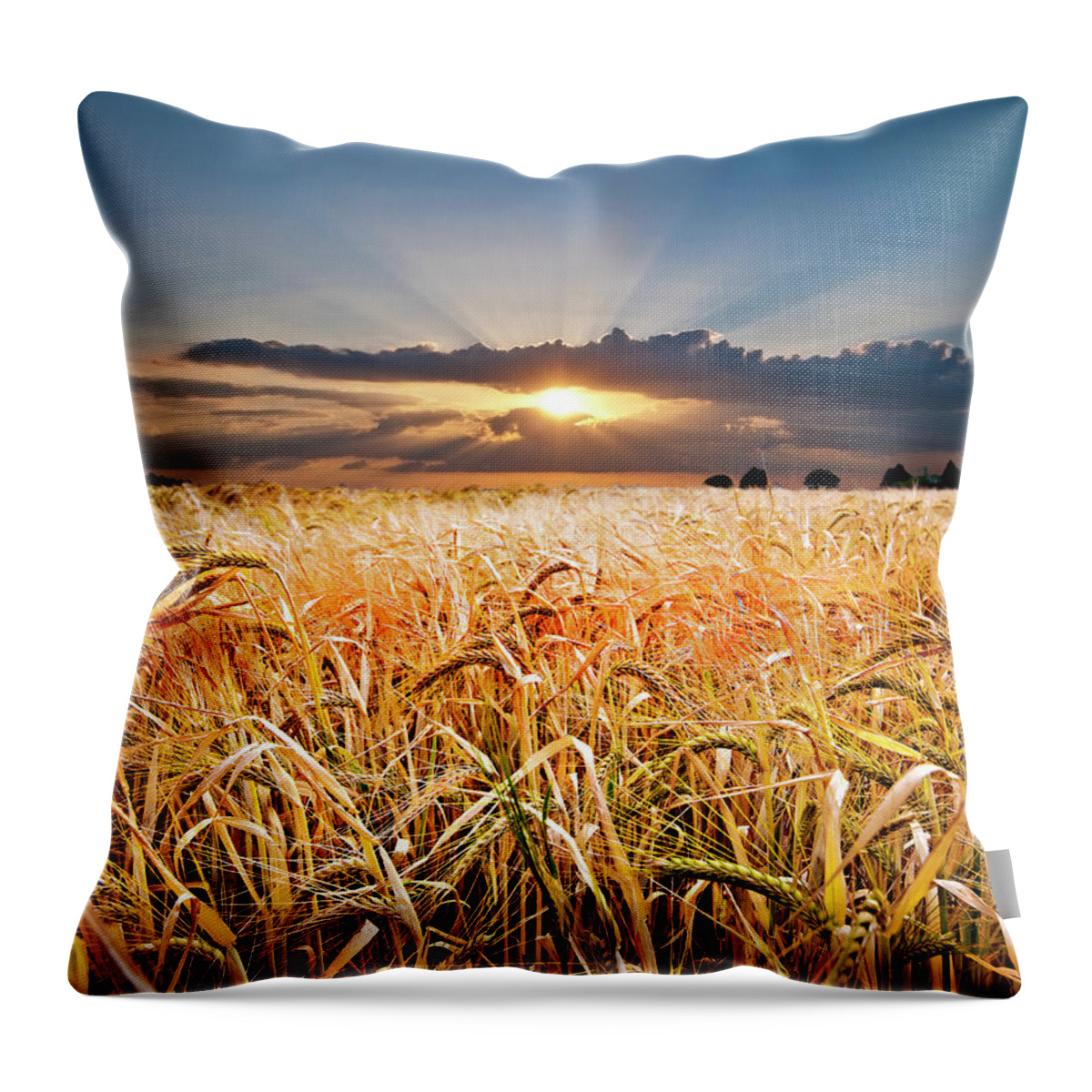 Wheat Throw Pillow featuring the photograph Wheat At Sunset by Meirion Matthias
