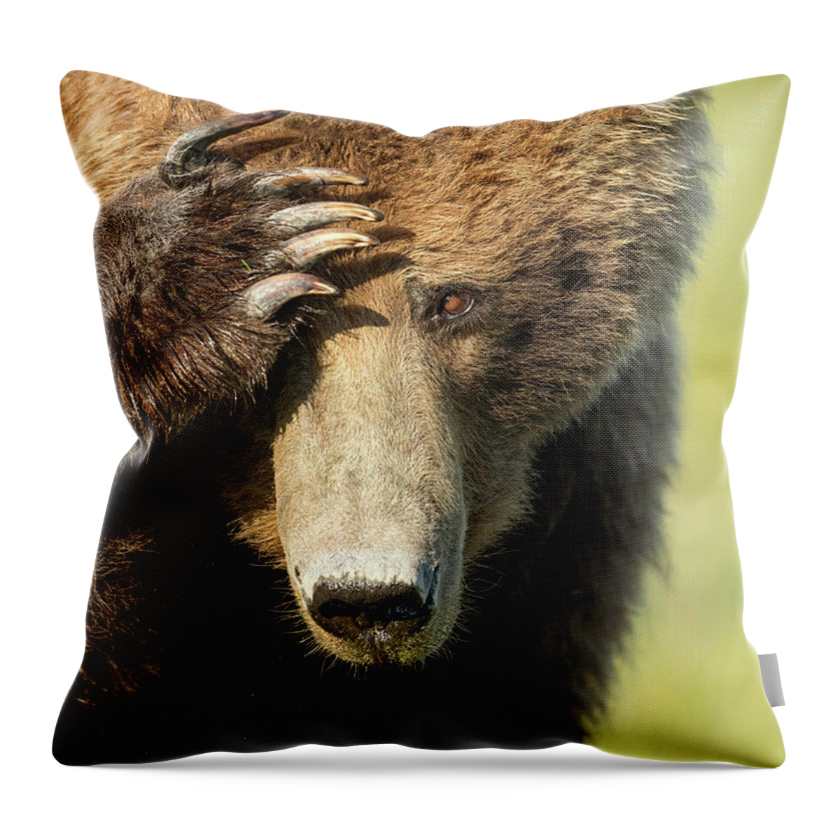 Grizzly Bear Throw Pillow featuring the photograph Where Are My Shades? by Mark Harrington