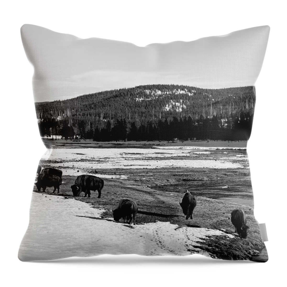Yellowstone National Park Throw Pillow featuring the photograph Where The Buffalo Roam by Mountain Dreams