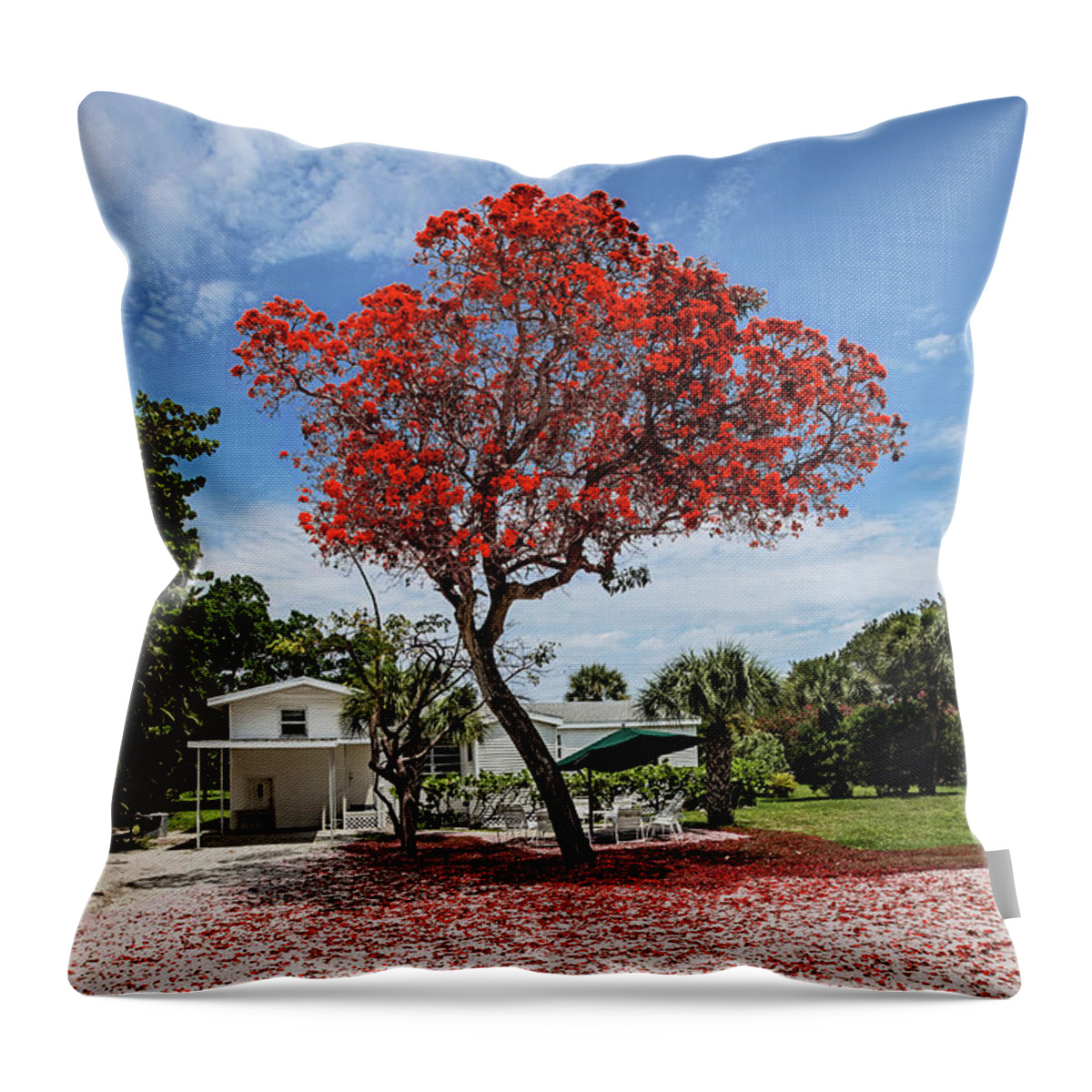 Red Tree Throw Pillow featuring the photograph Where the Red Tree Grows by Scott Pellegrin