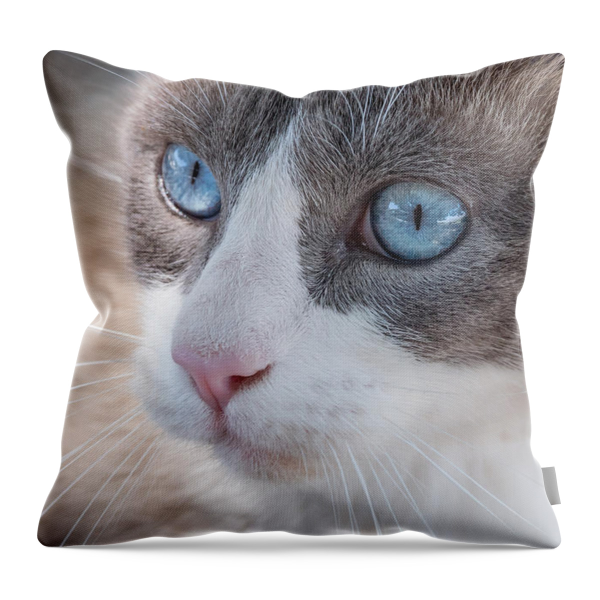 Cat Throw Pillow featuring the photograph Whiskers by Derek Dean