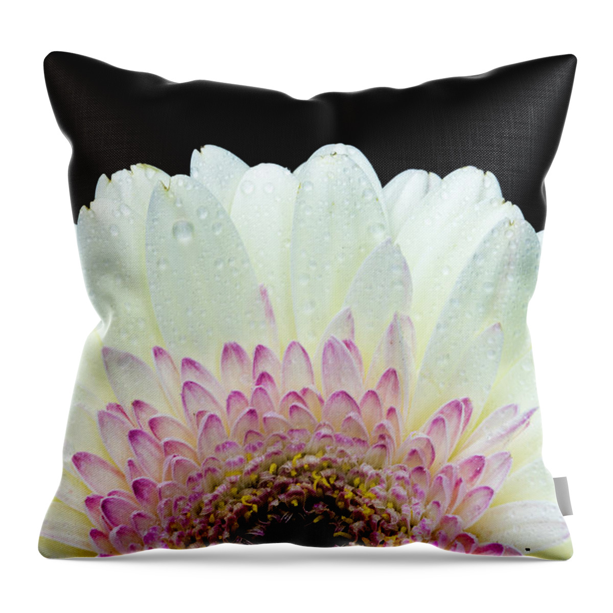 Daisy Throw Pillow featuring the photograph White and Pink Daisy by Tammy Ray