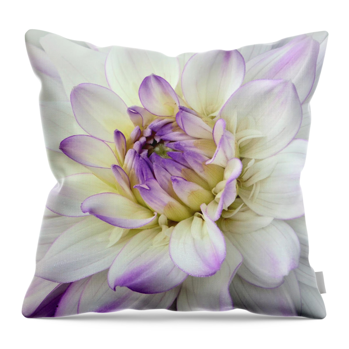 Purple Dahlia Throw Pillow featuring the photograph White and Purple Dahlia by Ann Bridges