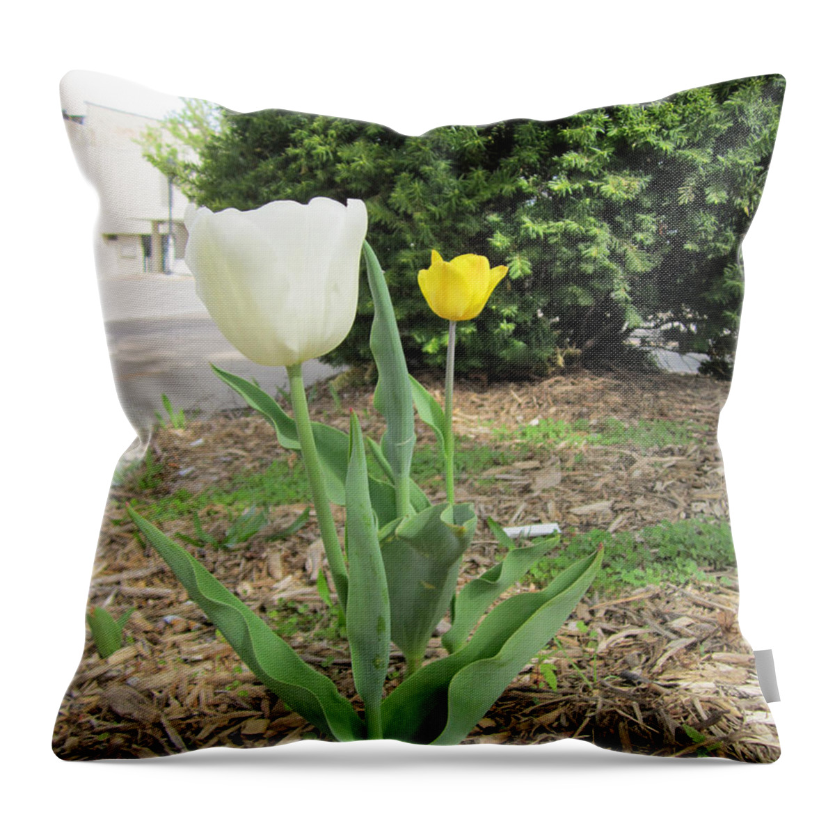 Photography Throw Pillow featuring the painting White and Yellow tulips by Glenda Crigger