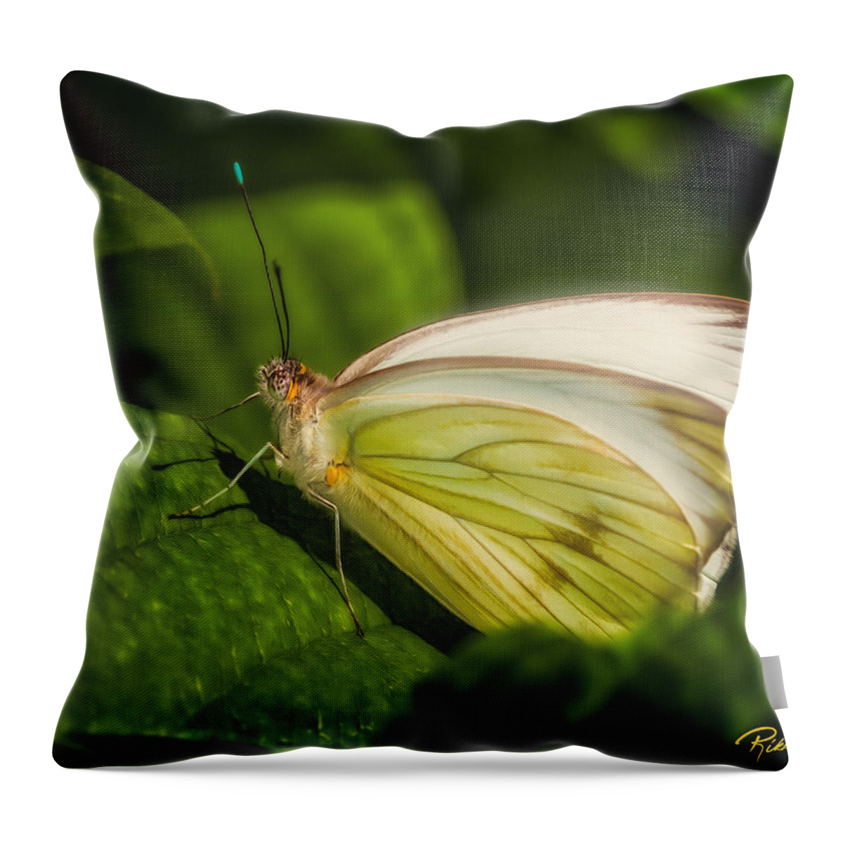 Animals Throw Pillow featuring the photograph White Butterfly Sunning by Rikk Flohr