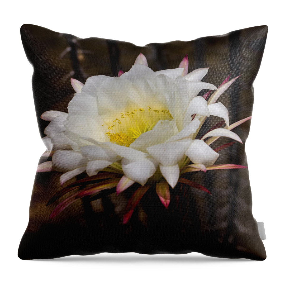 Jean Noren Throw Pillow featuring the photograph White Cactus Fower by Jean Noren
