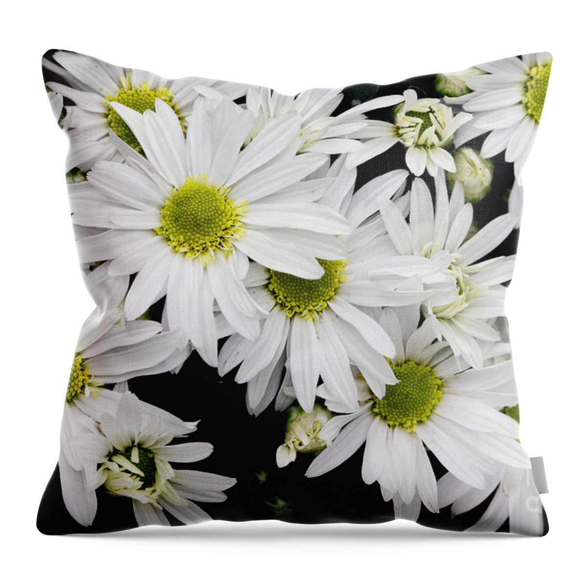 White Throw Pillow featuring the photograph White Chrysanthemums by Stephanie Frey