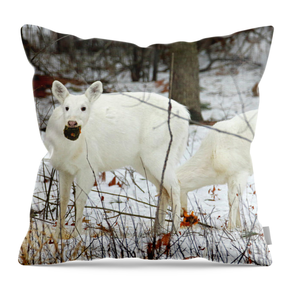 White Throw Pillow featuring the photograph White Deer With Squash 3 by Brook Burling