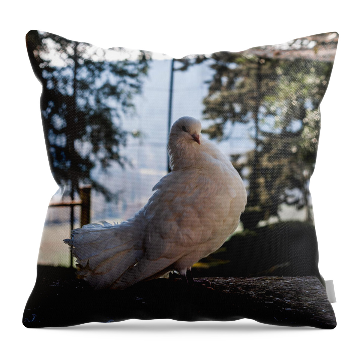 Dove Throw Pillow featuring the photograph White Dove by Georgia Clare