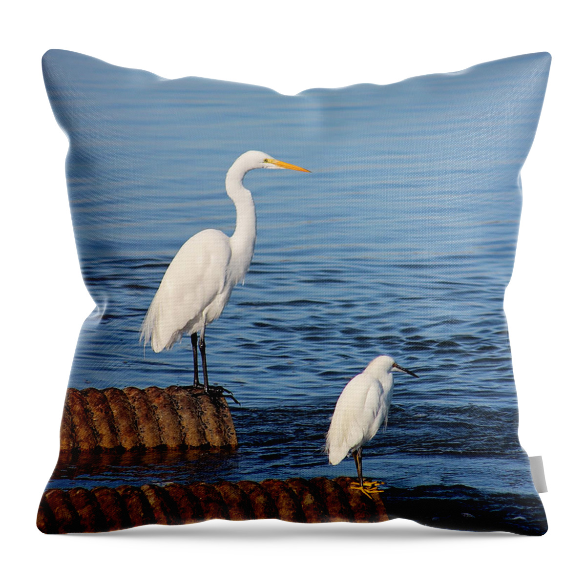 Egret Throw Pillow featuring the photograph White Egrets by Deana Glenz